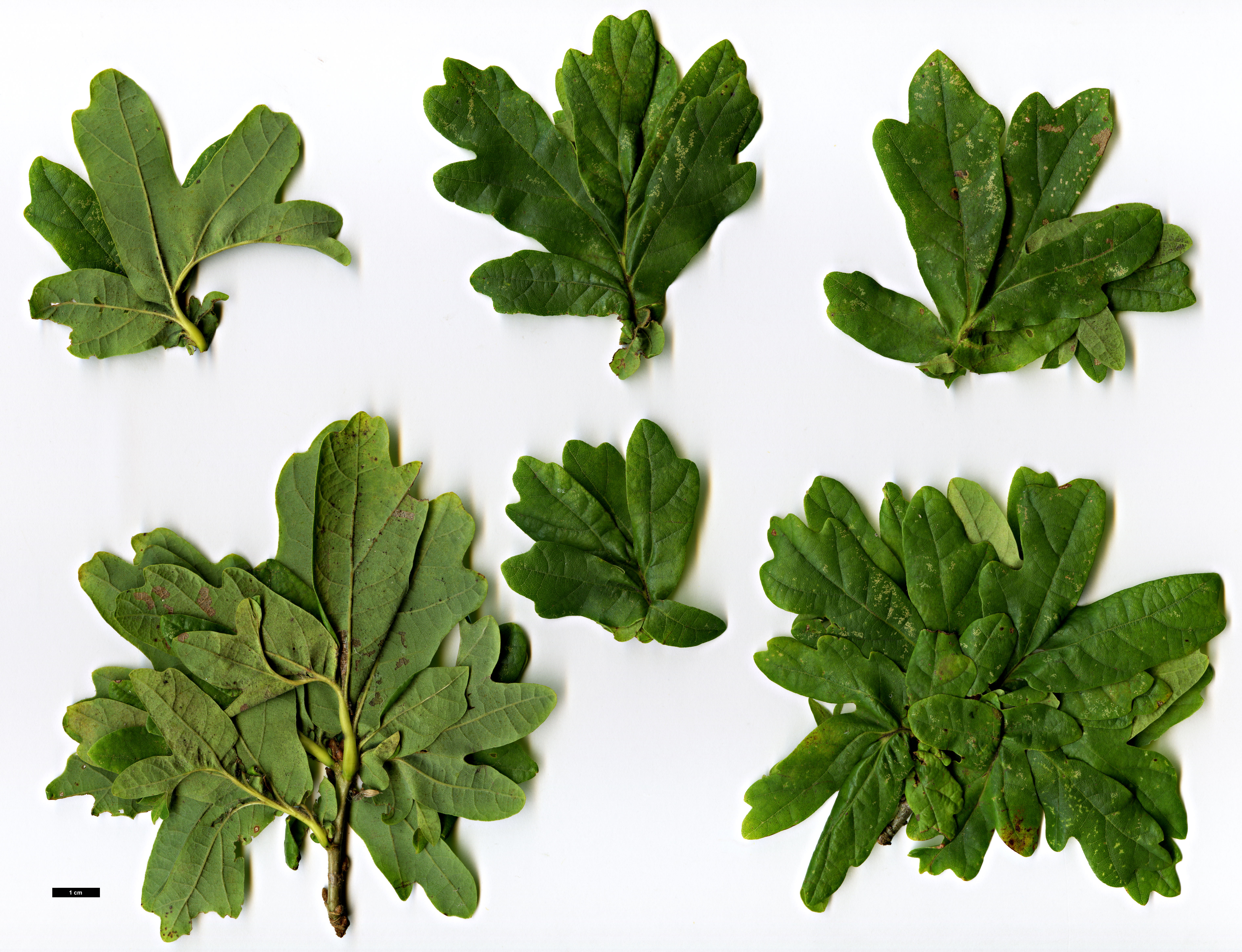 High resolution image: Family: Fagaceae - Genus: Quercus - Taxon: ×haynaldiana - SpeciesSub: 'Crisnetto' (Q.frainetto × Q.robur)